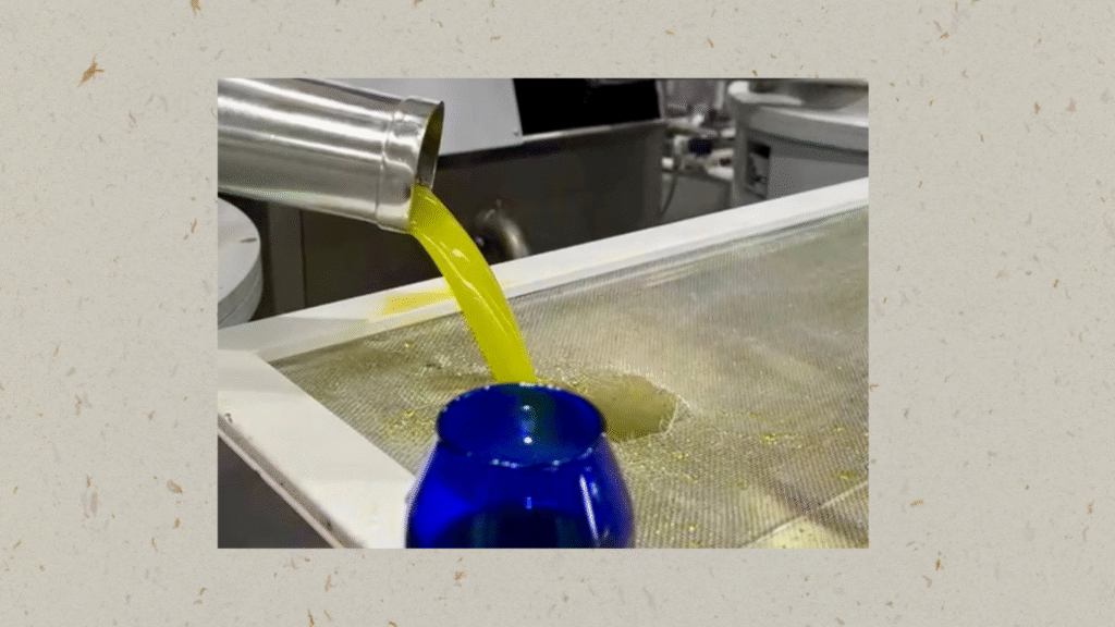extra virgin olive oil extraction