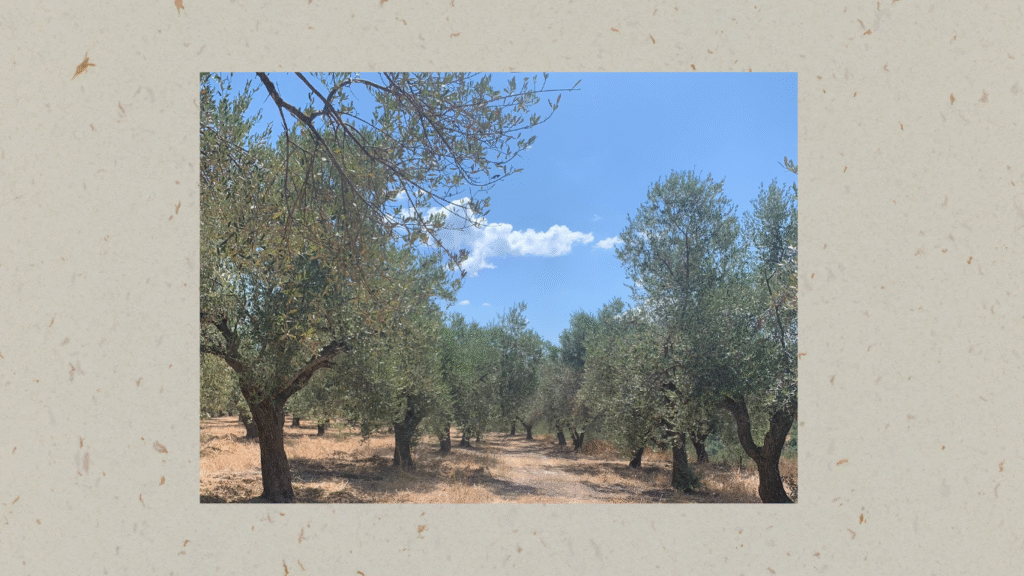 olive groves