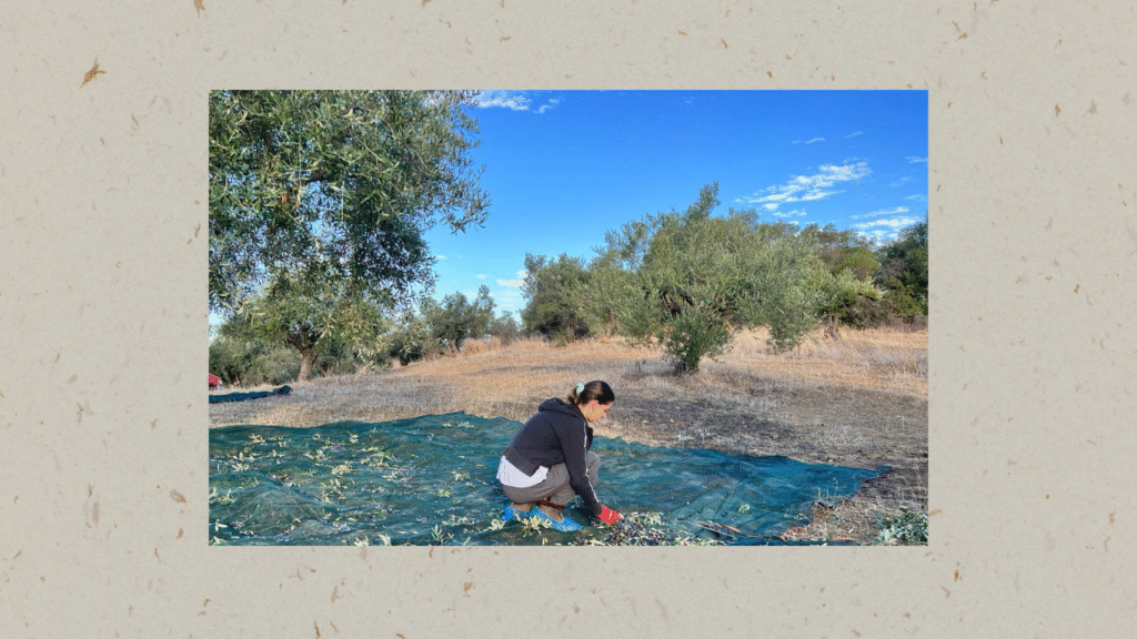 olive harvest